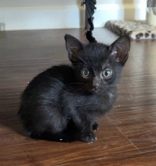 Catbat, a cat for adoption from Redemption Road Rescue Rehab Inc.