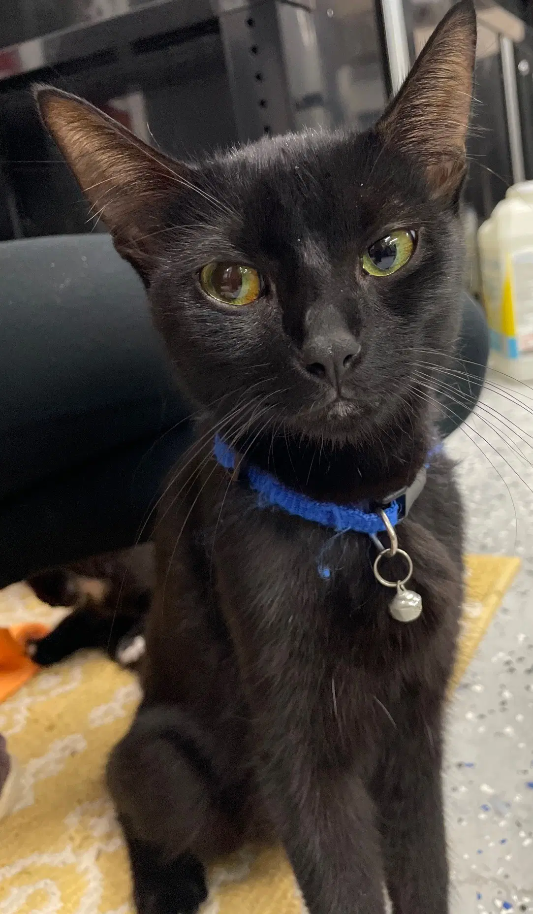 Euphaedra - Domestic Short Hair