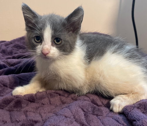 Clara, a cat for adoption from Redemption Road Rescue Rehab Inc.