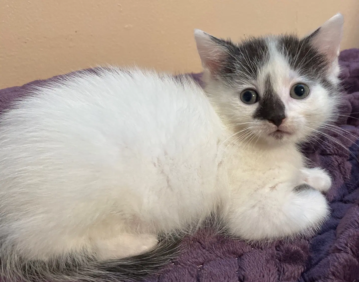 Worf - Domestic Short Hair