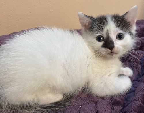 Worf, a cat for adoption from Redemption Road Rescue Rehab Inc.