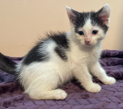 Vita, a cat for adoption from Redemption Road Rescue Rehab Inc.