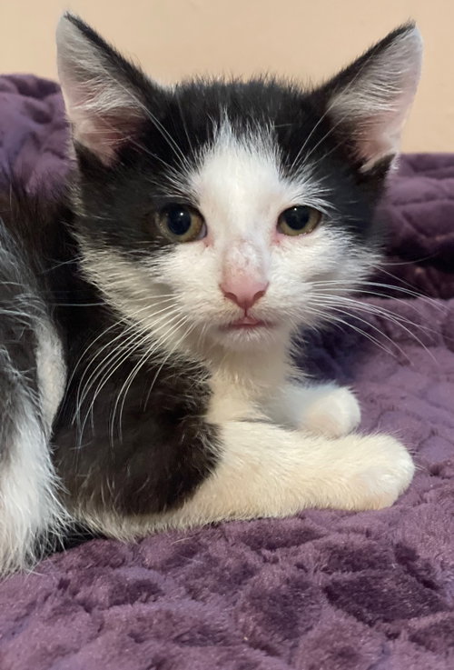 Aris, a cat for adoption from Redemption Road Rescue Rehab Inc.