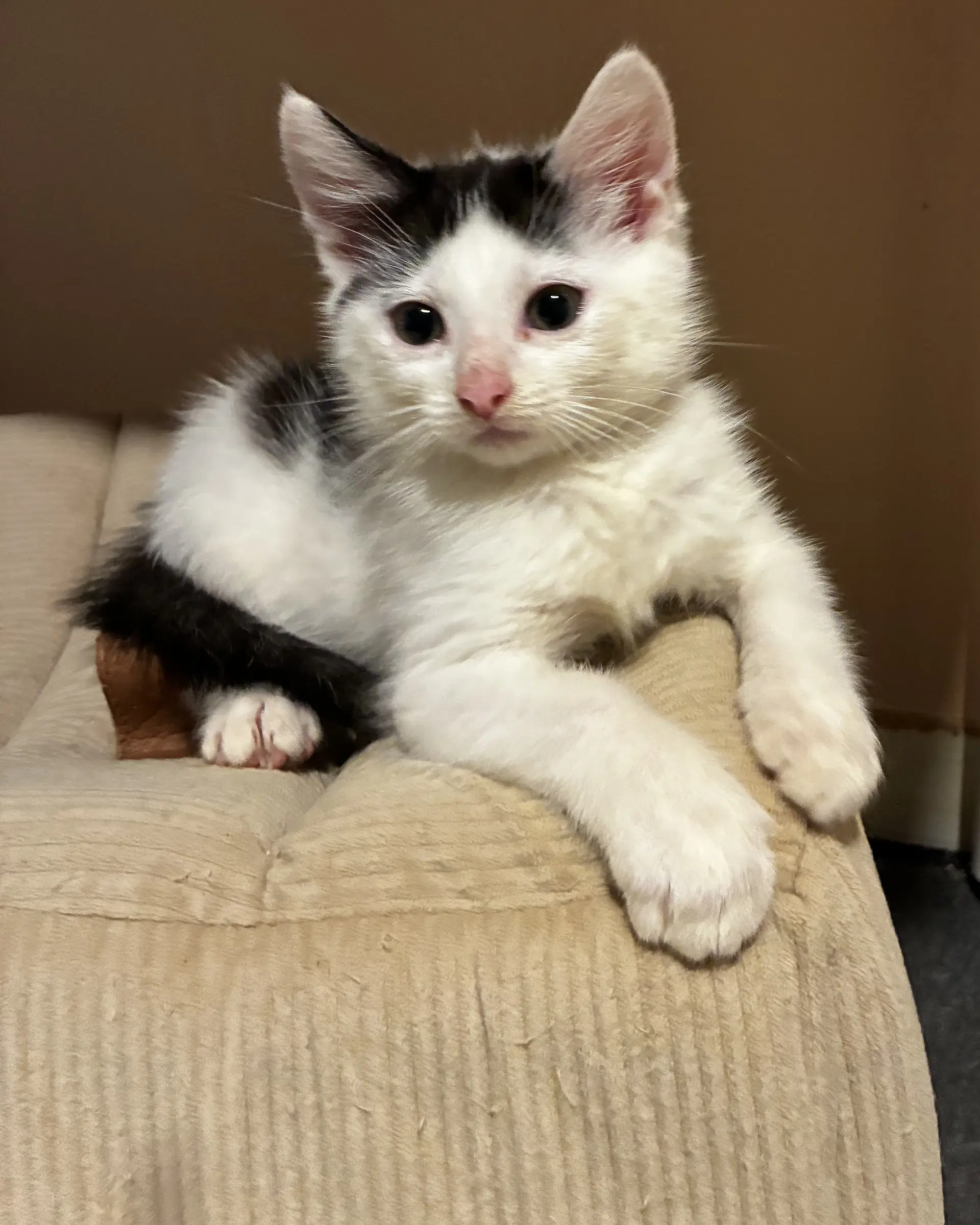 Poly - Domestic Short Hair