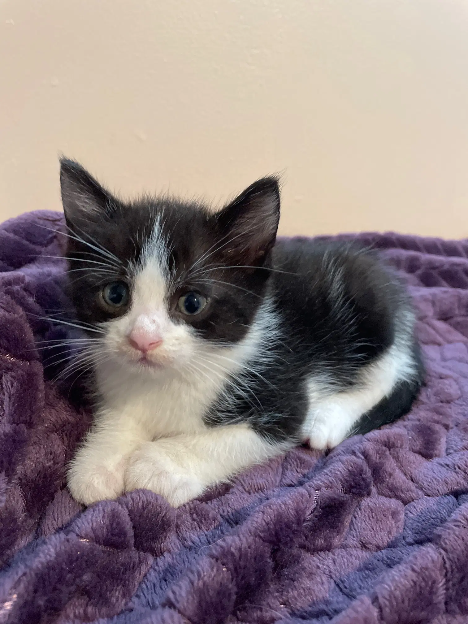 Vincent - Domestic Short Hair