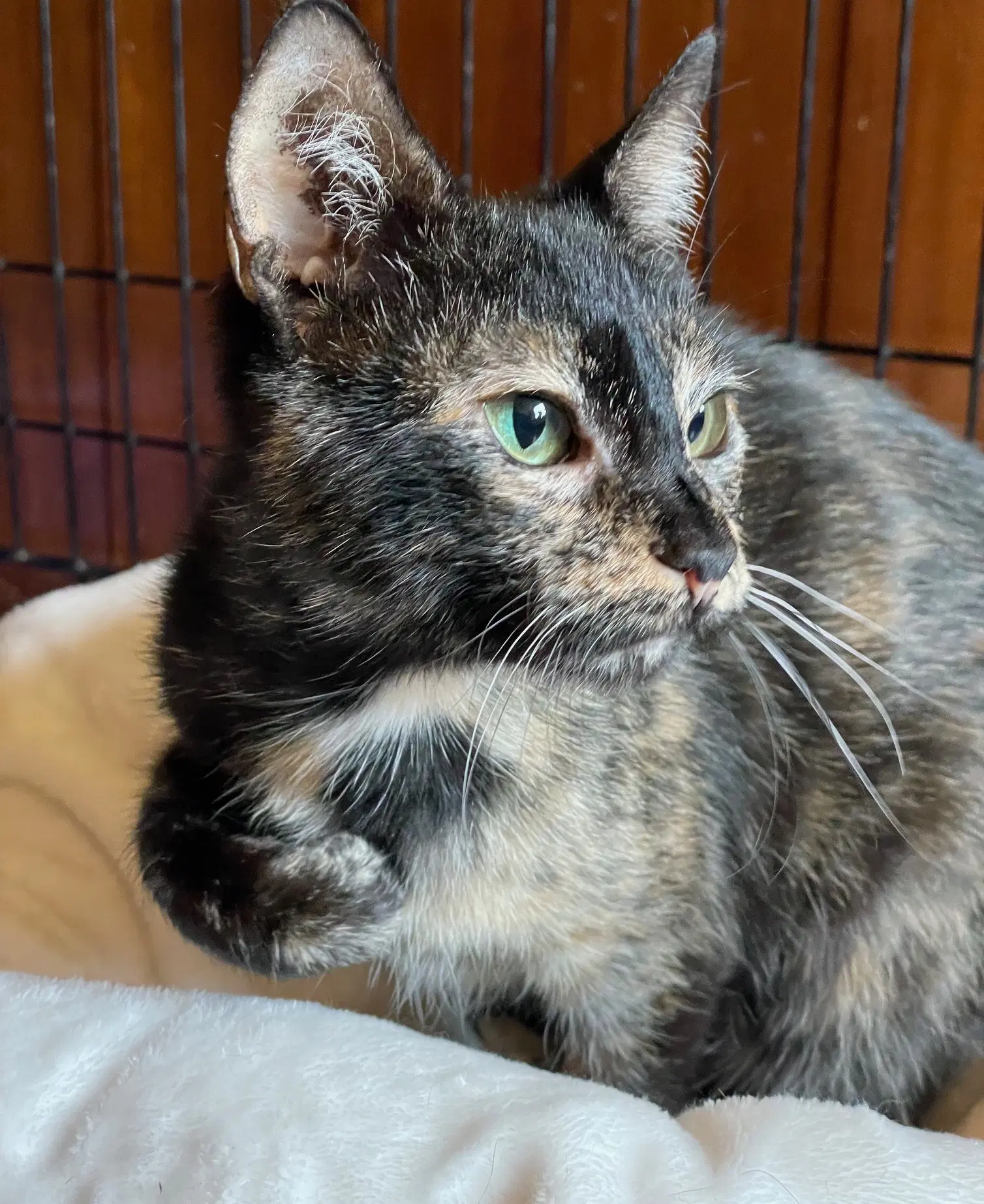 Pumpkin Cake - Tortoiseshell
