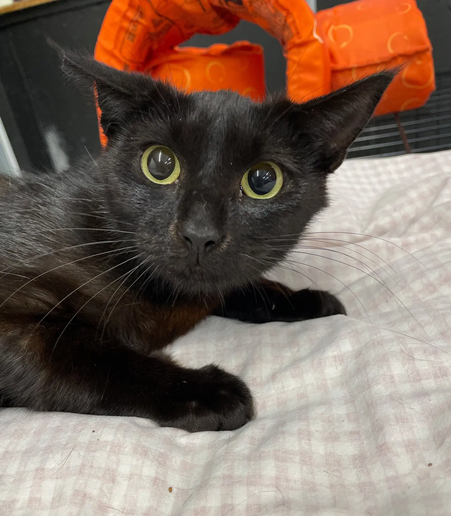 Whispy - Domestic Short Hair