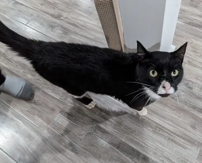 Batman - Domestic Short Hair