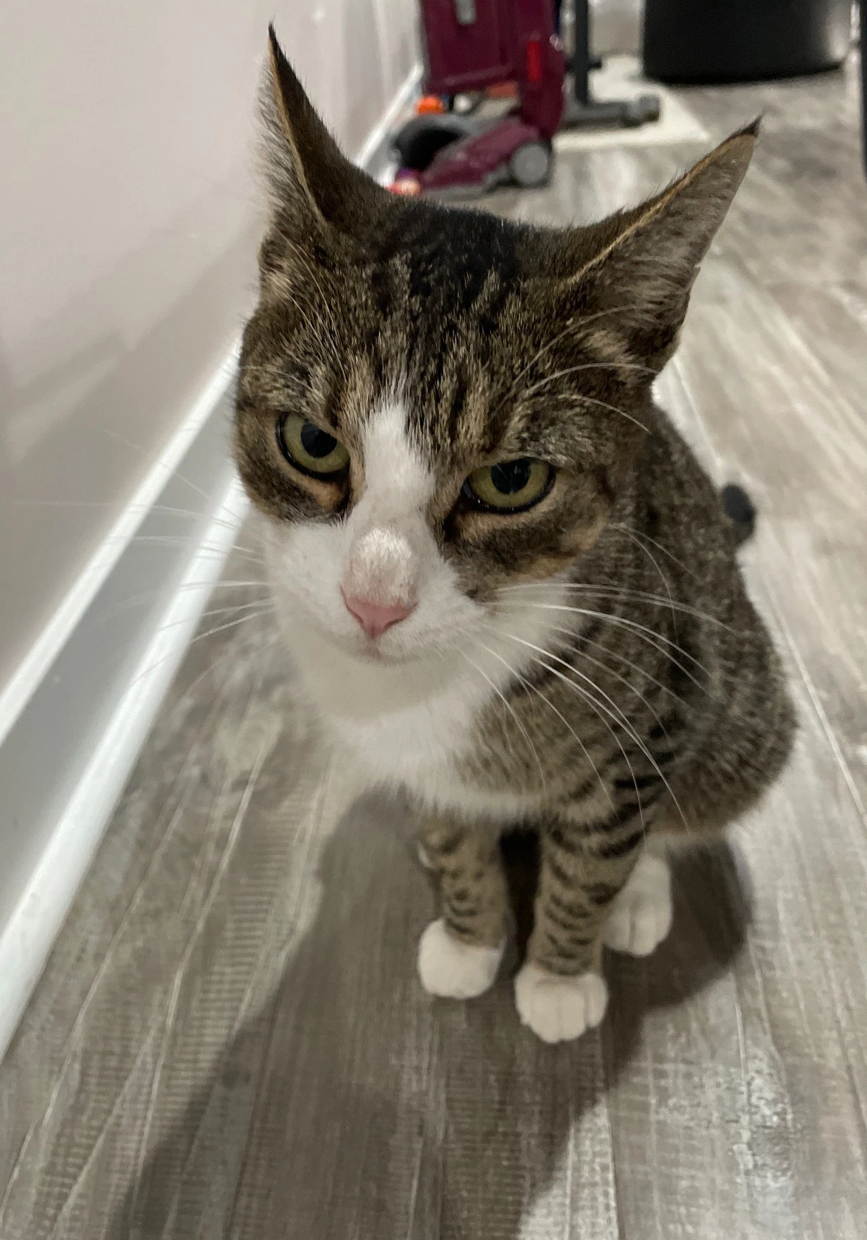 Hazel