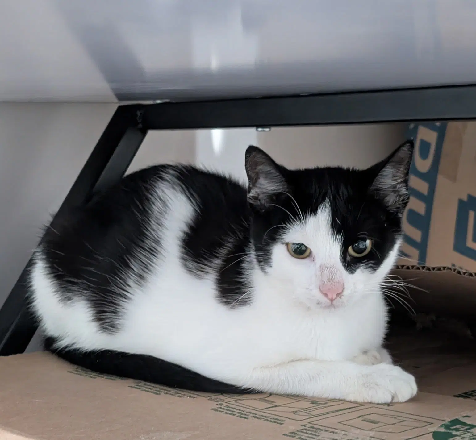 Silo - Domestic Short Hair