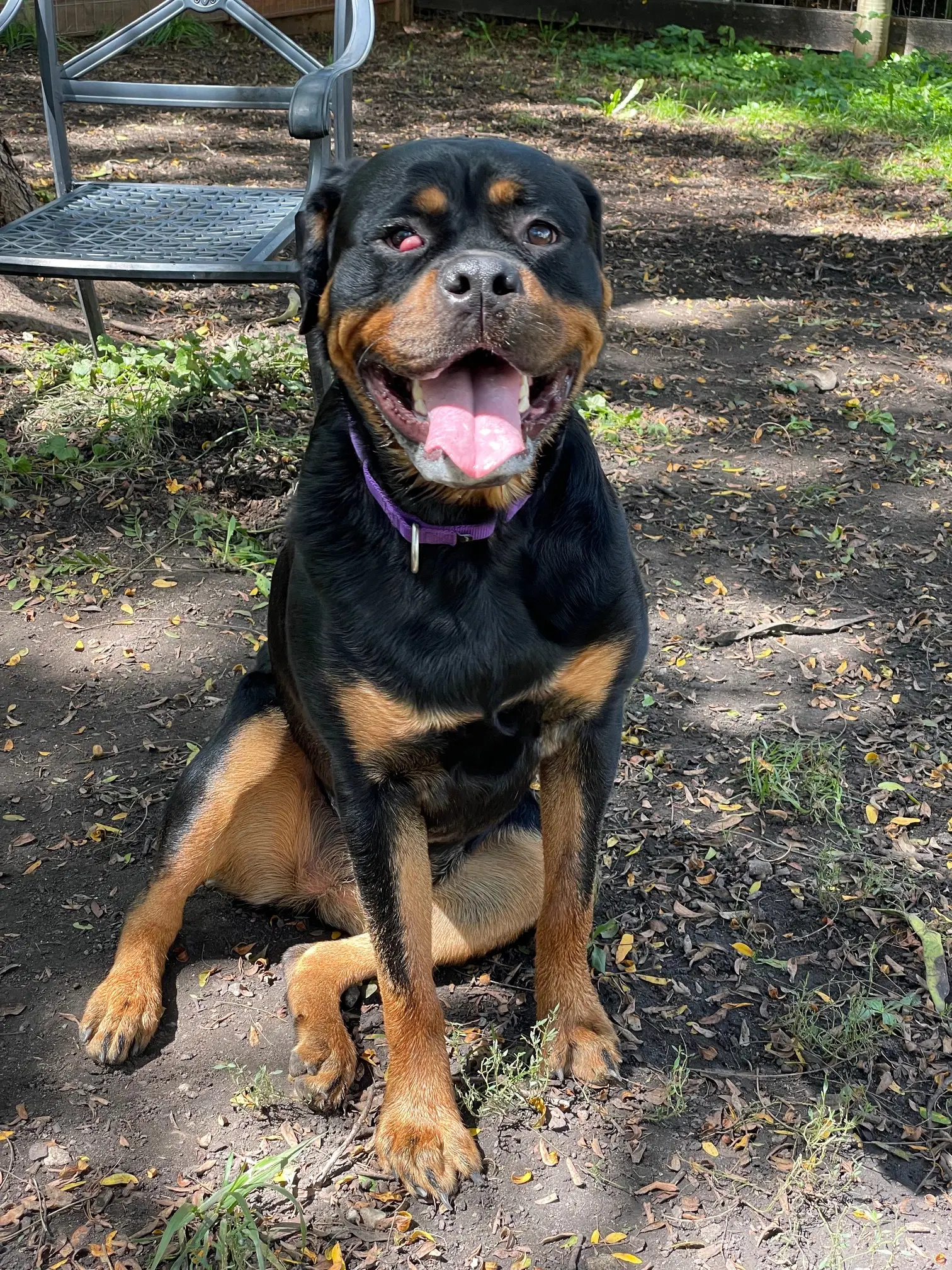 Ingrid - Rottweiler