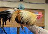 adoptable Chicken in r, MI named BIG BIRD