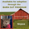 adoptable Cat in , MD named MOJAVE BARN CAT