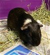 adoptable Guinea Pig in , MD named NEBRASKA
