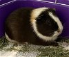 adoptable Guinea Pig in , MD named NEW HAMPSHIRE