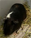 adoptable Guinea Pig in r, MI named RHODE ISLAND