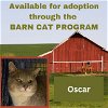 adoptable Cat in westminster, MD named OSCAR BARN CAT