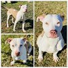 adoptable Dog in westminster, MD named APOLLO