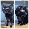 adoptable Cat in , MD named MAPLE