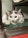 adoptable Cat in , MD named ANGELO