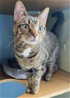 adoptable Cat in , MD named NEIL