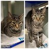 adoptable Cat in r, MI named BUSBY