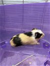adoptable Guinea Pig in , MD named NEW YORK