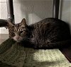 adoptable Cat in , MD named MANNY