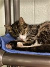 adoptable Cat in westminster, MD named MANNY