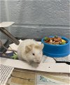 adoptable Mouse in r, MI named SQUEAK