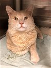 adoptable Cat in , MD named LEO