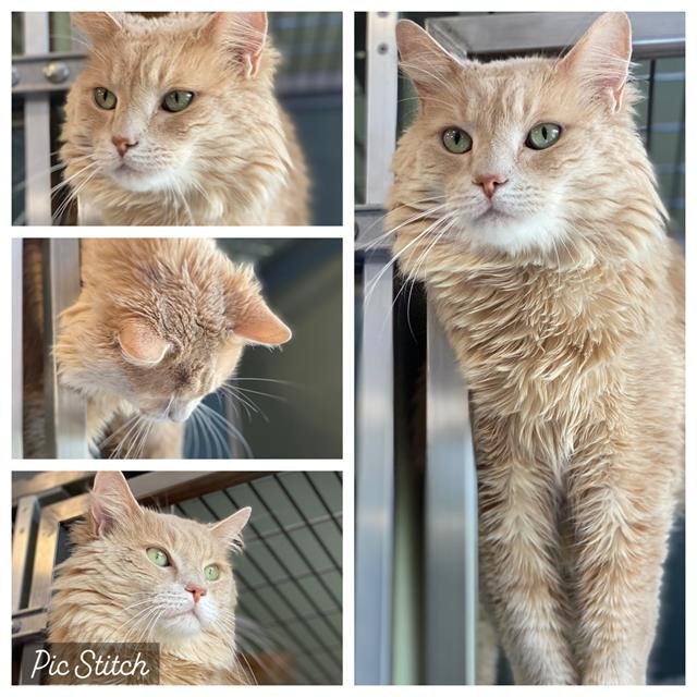adoptable Cat in Westminster, MD named LEO