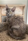 adoptable Cat in westminster, MD named FROST