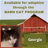 adoptable Cat in westminster, MD named GEORGIE BARN CAT