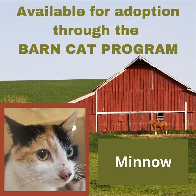 adoptable Cat in Westminster, MD named MINNOW BARN CAT