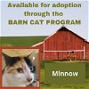 adoptable Cat in , MD named MINNOW BARN CAT