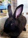 adoptable Rabbit in westminster, MD named BROOKES