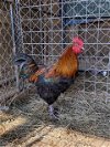 adoptable Chicken in r, MI named SARGE