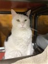 adoptable Cat in westminster, MD named LADY