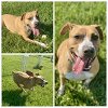 adoptable Dog in westminster, MD named TORI