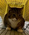 adoptable Cat in westminster, MD named BARNIE BARN CAT