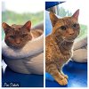adoptable Cat in westminster, MD named GORDON