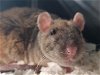 adoptable Rat in westminster, MD named RATTHEW