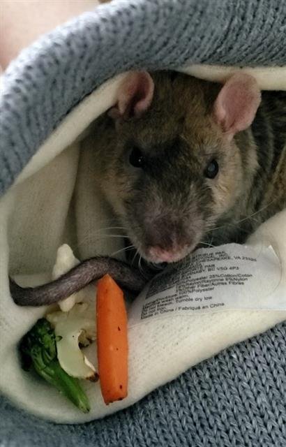 adoptable Rat in Westminster, MD named RATTHEW