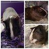 adoptable Guinea Pig in westminster, MD named PAISLEY