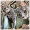 adoptable Cat in , MD named LATTE