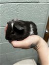 adoptable Guinea Pig in r, MI named PIPSQUEAK