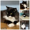 adoptable Cat in westminster, MD named VICTORIA