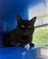 adoptable Cat in , MD named NORMAN