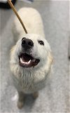 adoptable Dog in , MD named LILIKOI